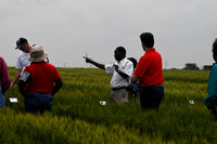 Wheat Tour