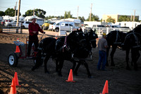 Draft Horse